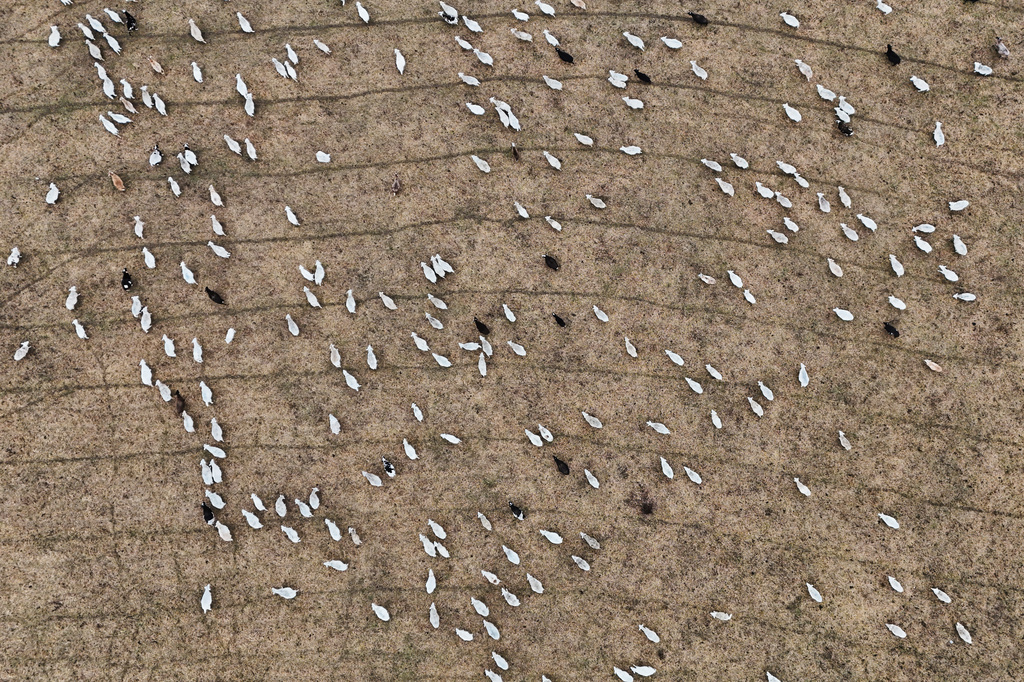 Sheep graze at a farm Wednesday, Jan. 14, 2026, in Lancaster, Ky. (AP Photo/Joshua A. Bickel)