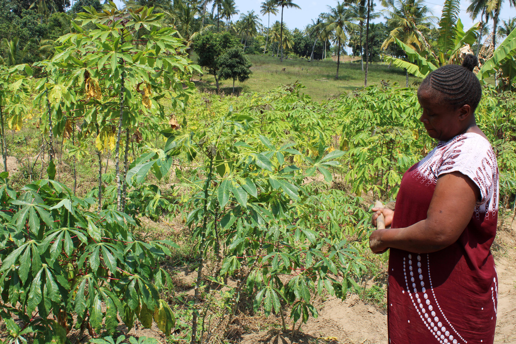 Elizabeth Amina Kadenge, a 41-year-old farmer, works on her farm in Kilifi, Kenya, on Aug. 12, 2025. (AP Photo/Inaara Gangji)
