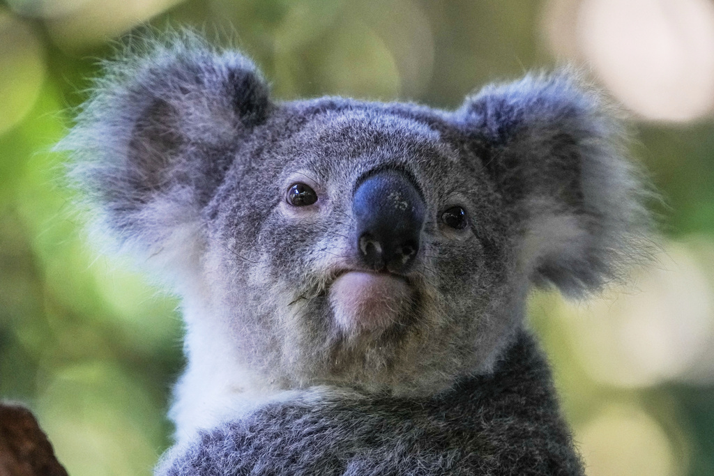 FILE - A koala sits in a tree at a koala park in Sydney, Australia, May 5, 2023. (AP Photo/Mark Baker, File)
