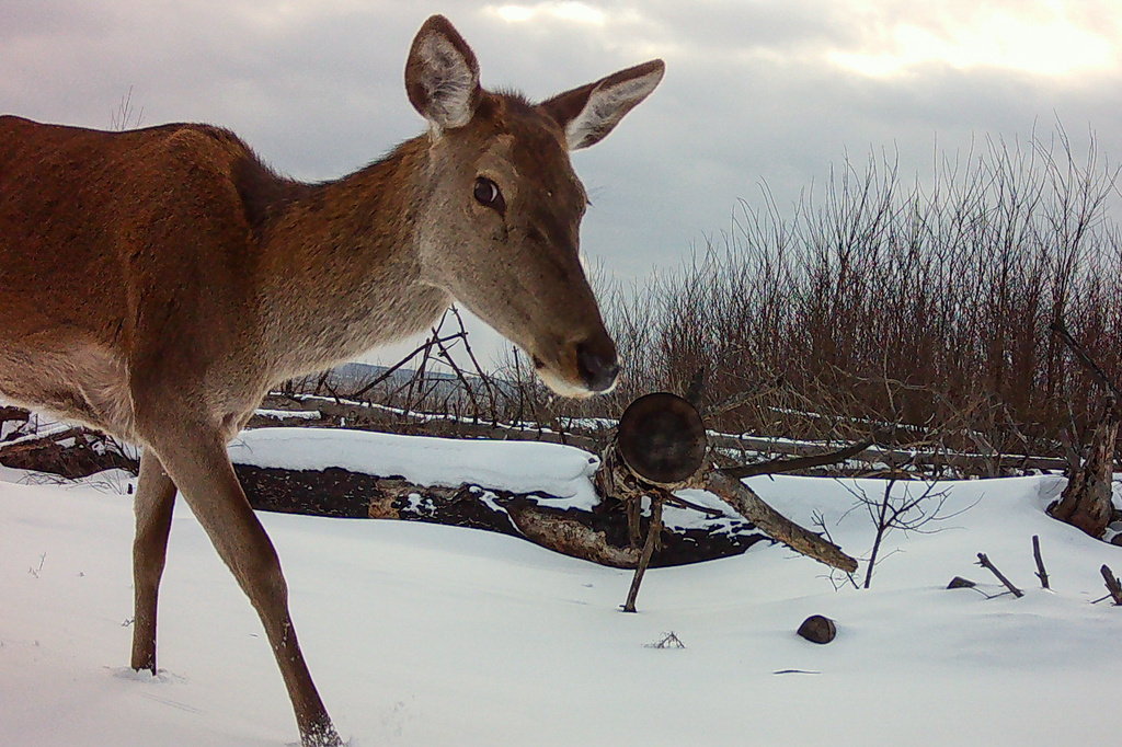 In this undated photo taken by a camera trap and provided by the Chornobyl Radiation and Ecological Biosphere Reserve on Wednesday, April 15, 2026, a wild deer walks on snow in a forest inside the Chernobyl exclusion zone, Ukraine. Chornobyl is the Ukrainian name for the city. (Chornobyl Radiation and Ecological Biosphere Reserve via AP)