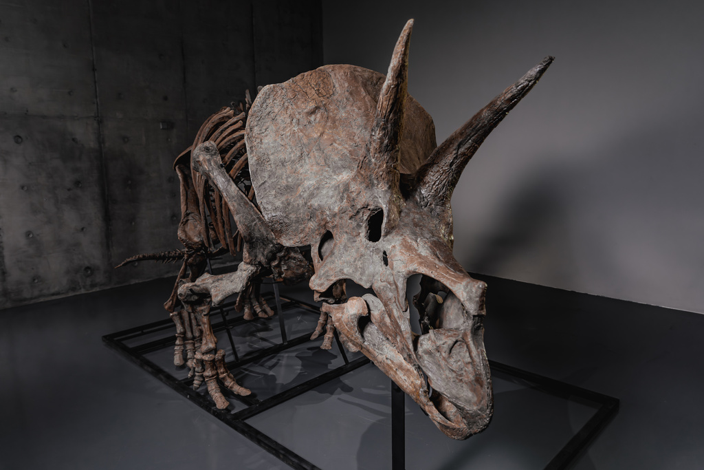 In this photo made available by JOOPITER, a triceratops skeleton, dubbed Trey, is displayed at Co-Museum at Le Freeport Singapore, Feb. 5, 2026.. (Courtesy of Joopiter via AP)