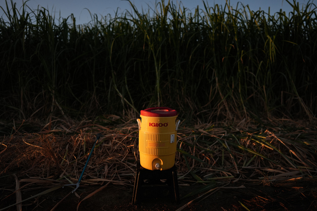 A water cooler with beads of condensation on it sits in a sugarcane field in Niland, Calif., Thursday, Sept. 11, 2025.
