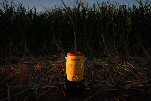 A water cooler with beads of condensation on it sits in a sugarcane field in Niland, Calif., Thursday, Sept. 11, 2025. A water cooler with beads of condensation on it sits in a sugarcane field in Niland, Calif., Thursday, Sept. 11, 2025.