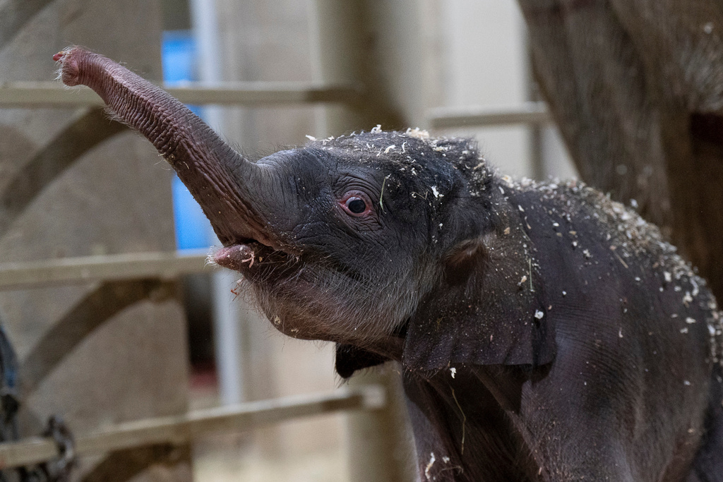 An Asian elephant calf trumpets Tuesday, Oct. 21, 2025, in Powell, Ohio. (Amanda Carberry/Columbus Zoo and Aquarium via AP)