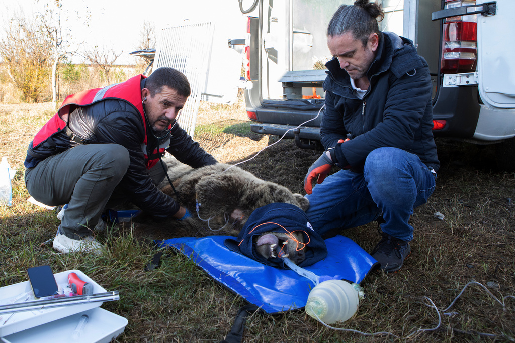 In this photo, released on Tuesday, Dec. 16, 2025 by Four Paws, veterinarians prepare Flora, a two-year-old bear for its transportation from Tirana to Germany after its illegal keeping in Albania. (Four Paws via AP)
