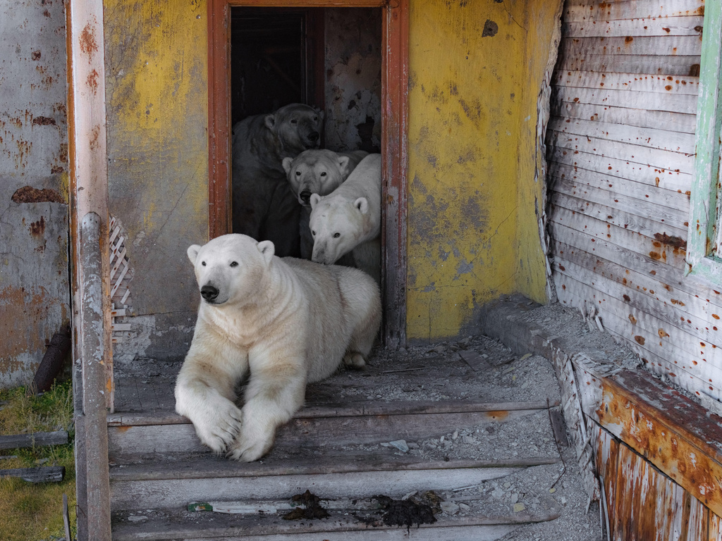 Polar bears are seen at an abandoned research station on Koluchin Island, off Chukotka, Russia, in the country's Far East, on Sunday, Sept. 14, 2025. (AP Photo/Vadim Makhorov)