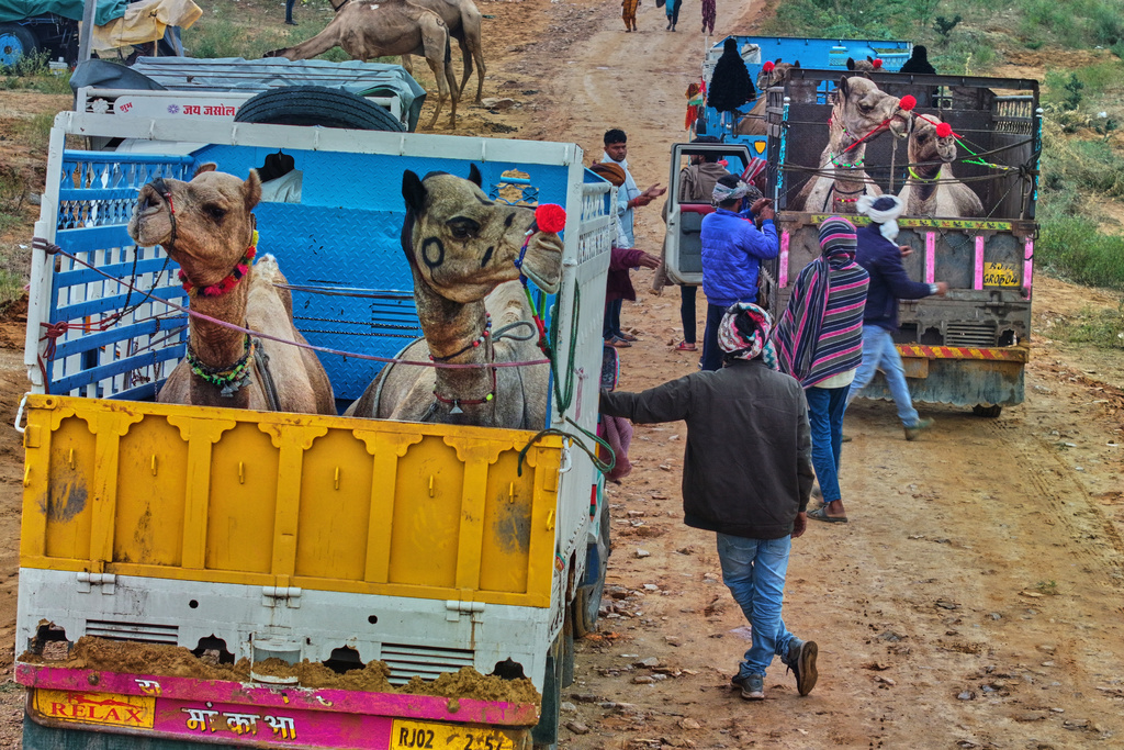 Camels bought at the annual Pushkar cattle fair are loaded onto trucks for transportation in the western Indian state of Rajasthan, Tuesday, Oct. 28, 2025. (AP Photo/Rajesh Kumar Singh)