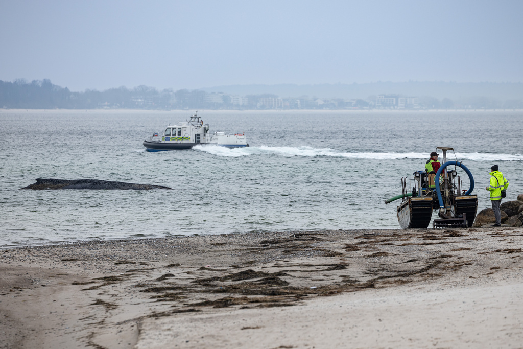 A suction dredger, right, is to be used to dredge a pathway for the whale, left, which is stranded on the Baltic coast off near Timmendorfer Strand, Germany, Tuesday March 24, 2026. (Ulrich Perrey/dpa via AP)