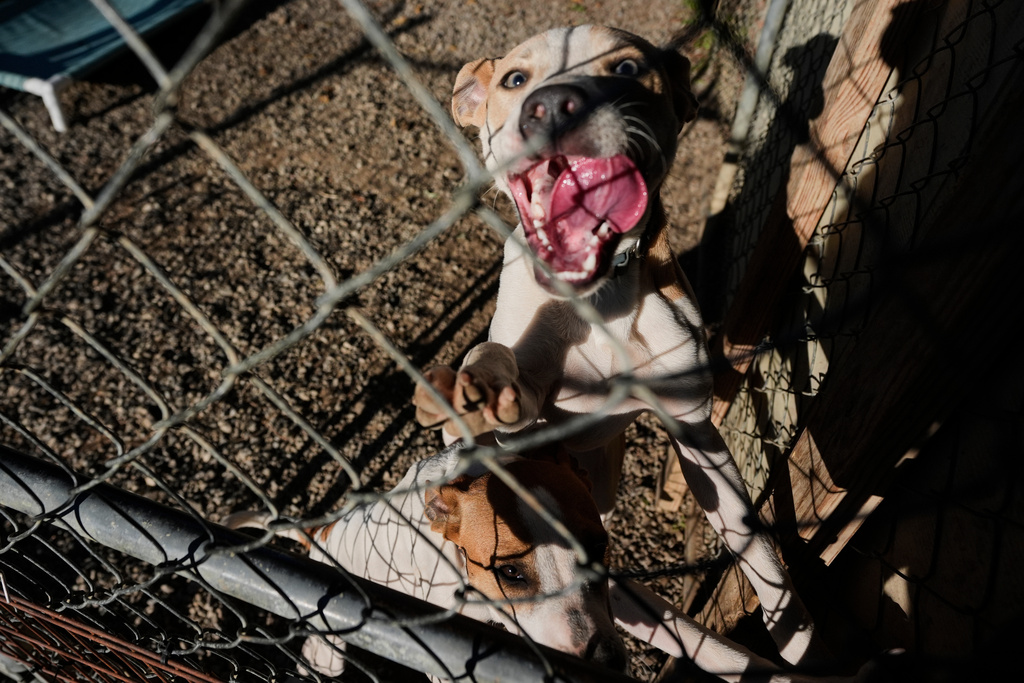 FILE - Dogs are seen at the New Leash On Life animal shelter, Thursday, Nov. 6, 2025, in Lebanon, Tenn. (AP Photo/George Walker IV, File)