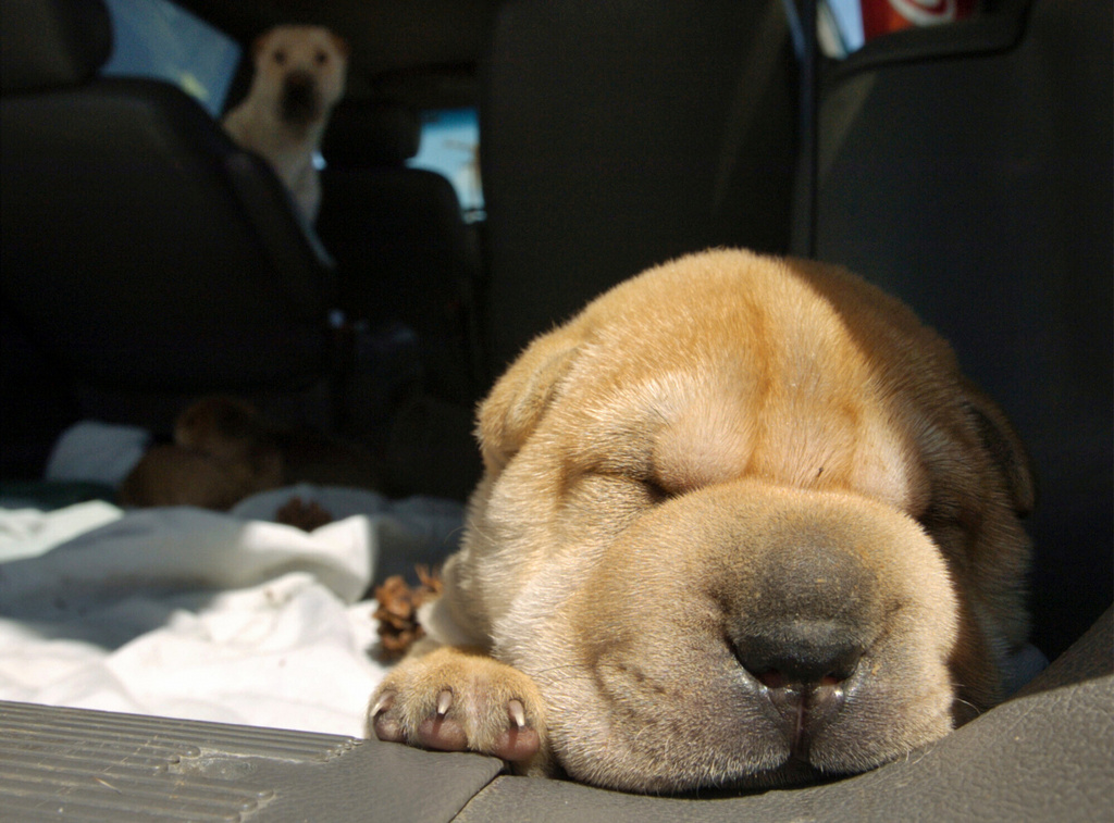 FILE - A Shar-Pei puppy naps in the back of a minivan in a parking lot in Kalispell, Mont., April 21, 2004. (Robin Loznak/Daily Inter Lake via AP, File)