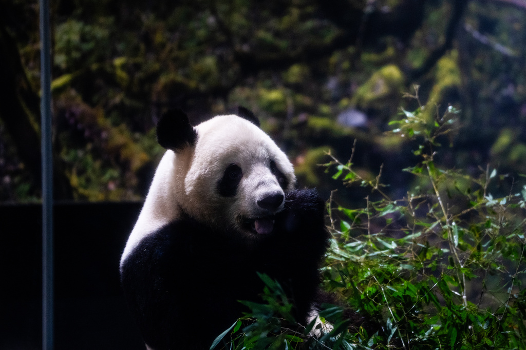 Giant panda Xiao Xiao eats in its enclosure on the final day of public viewing before departing for China at Ueno Zoo in Tokyo, Sunday, Jan. 25, 2026. (AP Photo/Louise Delmotte)