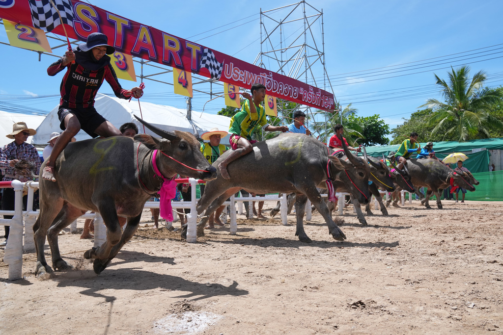 Thai buffalo racers start off a sprint event during an annual buffalo racing festival in Chonburi, Thailand, Monday, Oct. 6, 2025. (AP Photo/Sakchai Lalit)