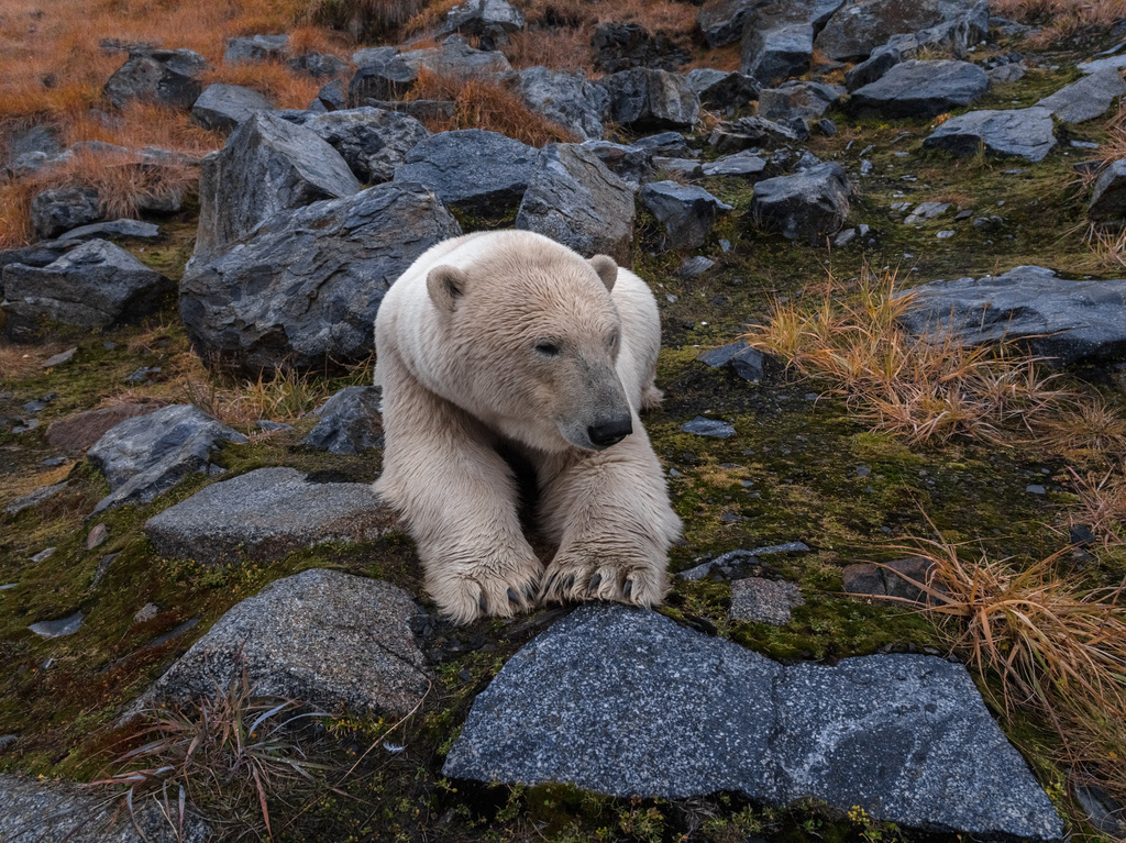 A polar bear is seen near an abandoned research station on Koluchin Island, off Chukotka, Russia, in the country's Far East, on Thursday, Sept. 18, 2025. (AP Photo/Vadim Makhorov)