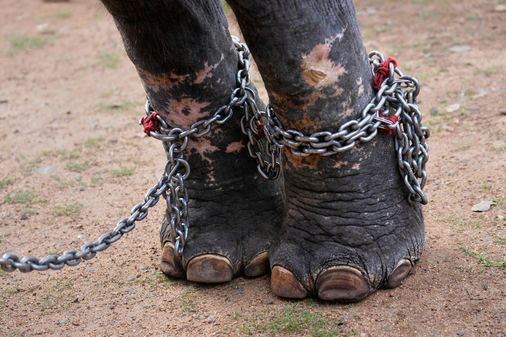 An elephant stands with its legs chained as it is prepared for participation in the elephant pageant, or Gajamela, held as part of an annual festival in Thiruvanvandoor, in the southern Indian state of Kerala, Tuesday, May 19, 2026. (AP Photo/Aijaz Rahi)