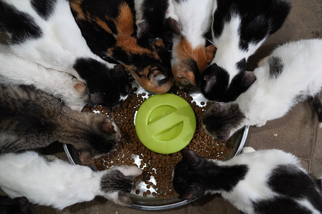 Rescued cats eat at the Hogar Buena Fortuna pet shelter in Mejicanos, El Salvador, Monday, Oct. 13, 2025. (AP Photo/Salvador Melendez)