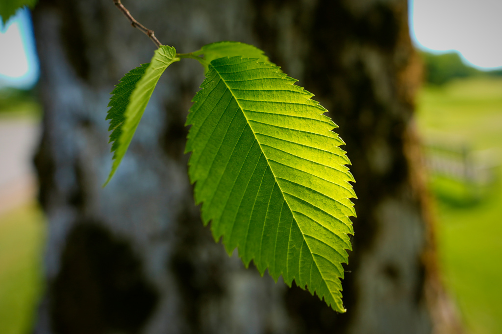 Leaves of an American elm, which can be identified by their serrated edges, is seen in Castine, Maine, June 9, 2026. (AP Photo/Robert F. Bukaty)