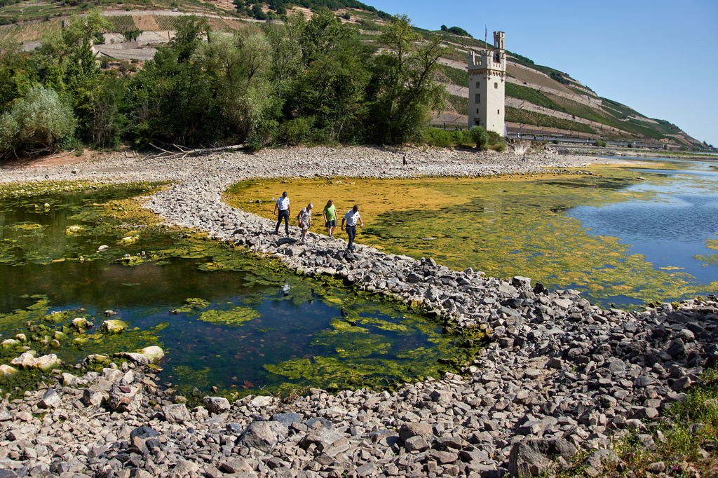 People walk over a stone dam, that is normally covered by water, towards the "Maeuseturm" (mice tower) in the middle of the river Rhine in Bingen, Germany Monday, Aug. 10, 2026. (AP Photo/Michael Probst)