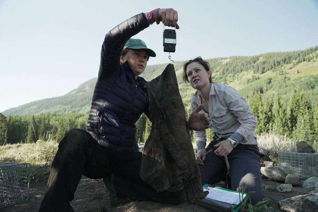 Columbia University undergraduate student Isabel Norman, left, learns how to weigh a marmot under the supervision of Katie Adler, a doctoral student at the University of California, Los Angeles, Thursday, Aug. 6, 2026, in Gothic, Colo. (AP Photo/Brittany Peterson)