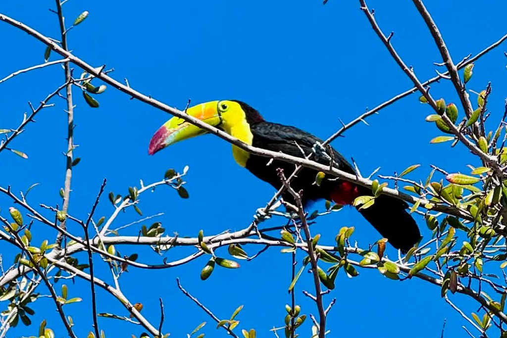 A toucan named Sam is spotted in Las Vegas, Feb. 13, 2026. (Katherine Eddington via AP)