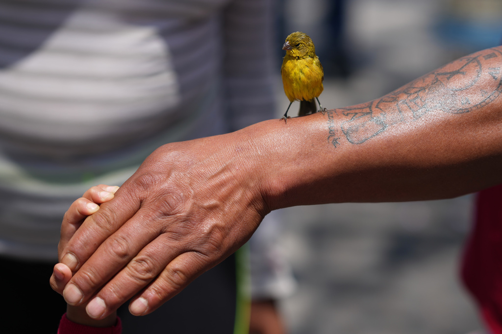 A bird sits on a person's arm during an annual pilgrimage of bird vendors to the Basilica of Guadalupe in Mexico City, Sunday, March 29, 2026. (AP Photo/Eduardo Verdugo)