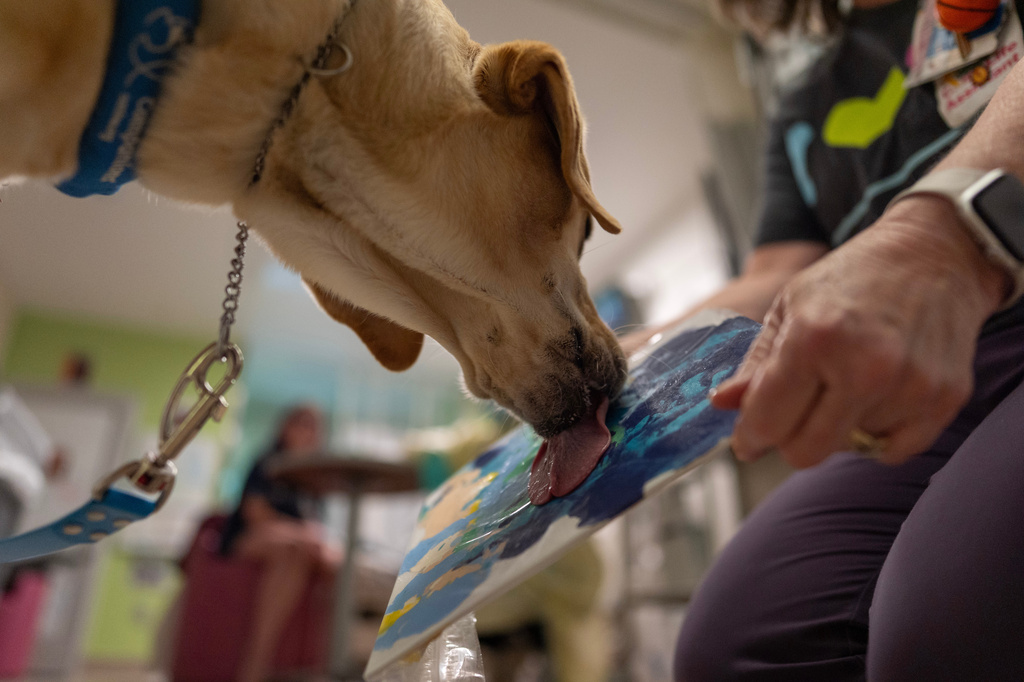 Child life assistant Schellie Scott, right, holds a peanut butter-covered plastic bag over a paint-dabbed canvas for facility dog Hadley to lick, to paint with patient Aspen Franklin, at Cincinnati Children's Hospital in Cincinnati, Monday, May 4, 2026. (AP Photo/Carolyn Kaster)