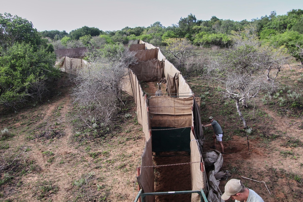 A zebra stands inside a capture enclosure at Maputo National Park in Mozambique, Wednesday, Oct. 1, 2025, ahead of its relocation to Banhine National Park. (Denisio Mulima/Peace Parks Foundation via AP)