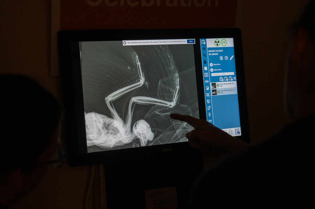 In this image provided by Best Friends Animal Sanctuary, a veterinarian reviews an X-ray of an owl in Nov. 6, 2025, that was taken to the sanctuary in Kanab, Utah, after it fell into a concrete mixer. (Best Friends Animal Sanctuary via AP)