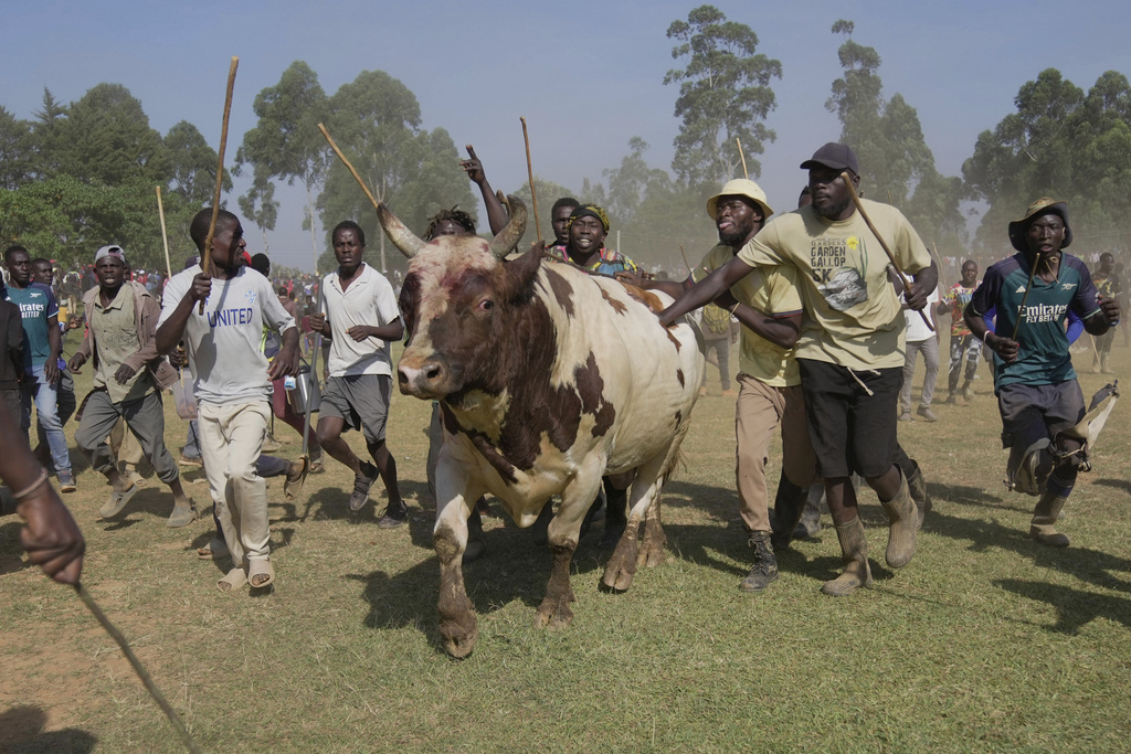 Promise, the bull, runs away after being defeated by Shakahola at a bullfight, in Kakamega, Kenya, on Saturday, Nov. 29, 2025. (AP Photo/Brian Inganga)