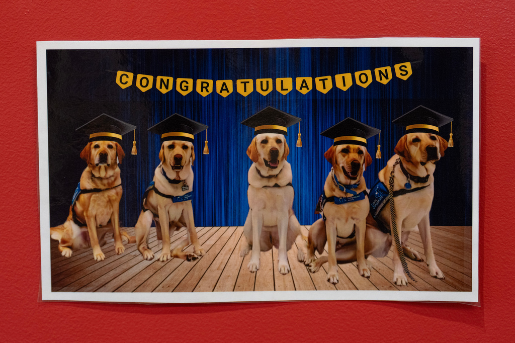 A laminated image of Cincinnati Children's Hospital facility dogs in graduation caps is posted in a hallway at Cincinnati Children's Hospital in Cincinnati, Monday, May 4, 2026. (AP Photo/Carolyn Kaster)