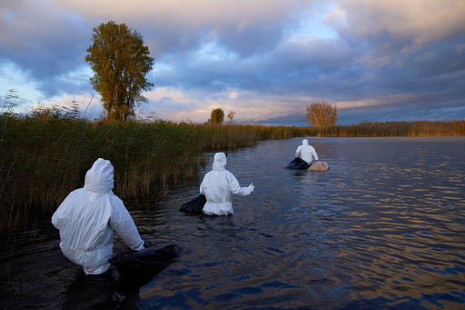Environmental workers collect the bodies of birds that have died from bird flu in a lake in Linum, Brandenburg, Germany, Monday, Oct. 27, 2025. (AP Photo/Ebrahim Noroozi) Environmental workers collect the bodies of birds that have died from bird flu in a lake in Linum, Brandenburg, Germany, Monday, Oct. 27, 2025. (AP Photo/Ebrahim Noroozi)