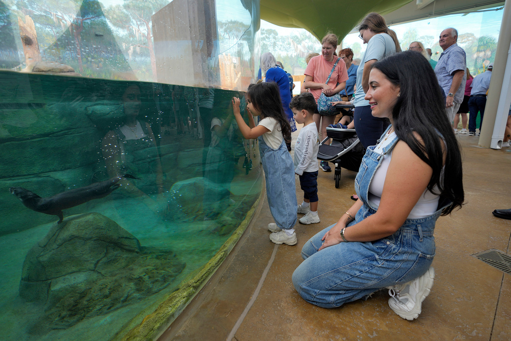 Visitors watch river otters swim at the Mote Science Education Aquarium, Monday, Oct. 6, 2025, in Sarasota, Fla. (AP Photo/Chris O'Meara)