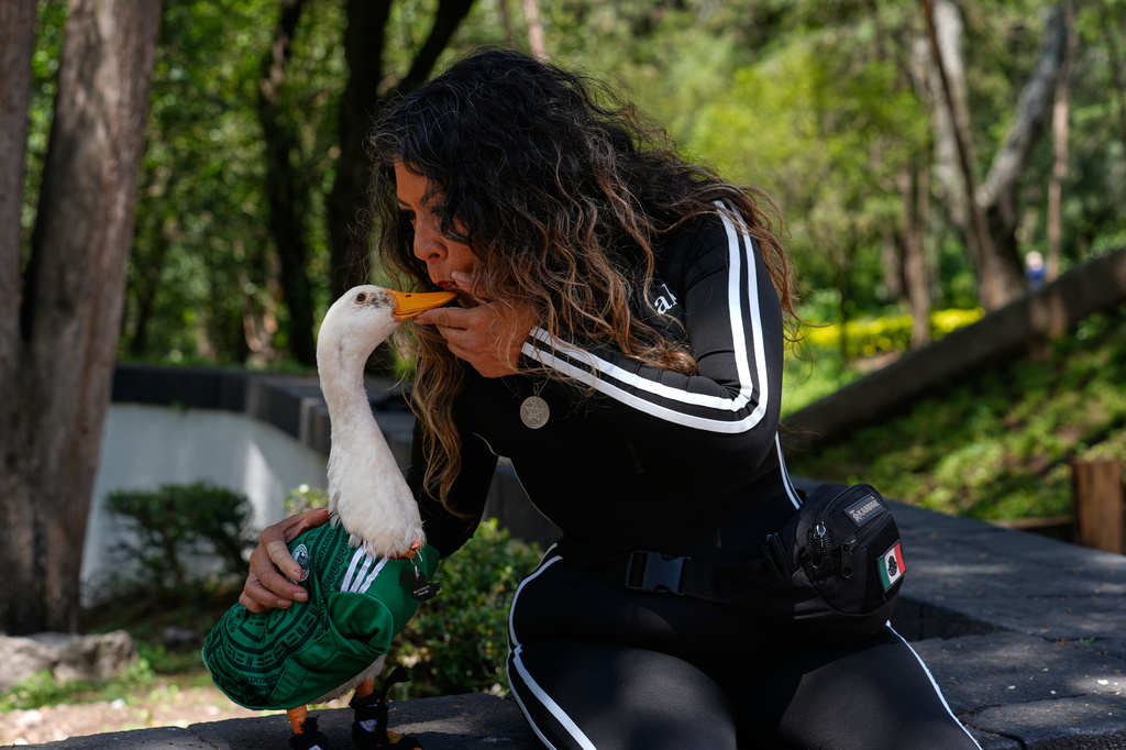 Carla Gomez blows on to her duck Merlin, dressed in a Mexico national soccer team jersey, at a park in Mexico City, during the World Cup, Monday, June 15, 2026. (AP Photo/Marco Ugarte)