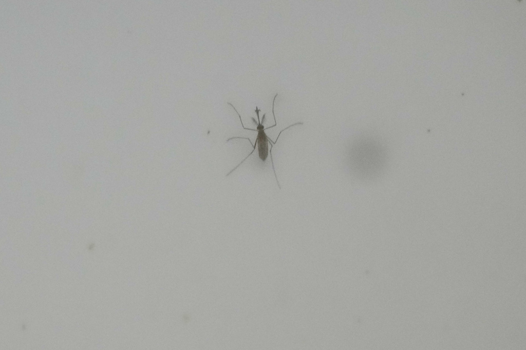 Mosquitoes are kept in a laboratory enclosure for research into mosquito-borne diseases at the Italian National Institute of Health in Rome, Friday, Sept. 18, 2026. (AP Photo/Gregorio Borgia)