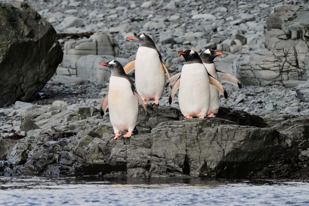 Gentoo penguins prepare to enter the water at Walker Island in Antarctica, Wednesday, Nov. 26, 2025. (AP Photo/Mark Baker)
