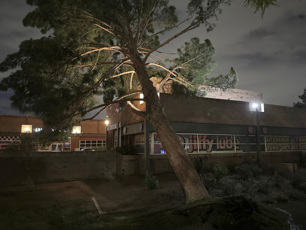 A uprooted tree is seen damaged after a storm moved through Monday, Oct. 13, 2025, in Tempe, Ariz. (AP Photo/Sejal Govindarao)