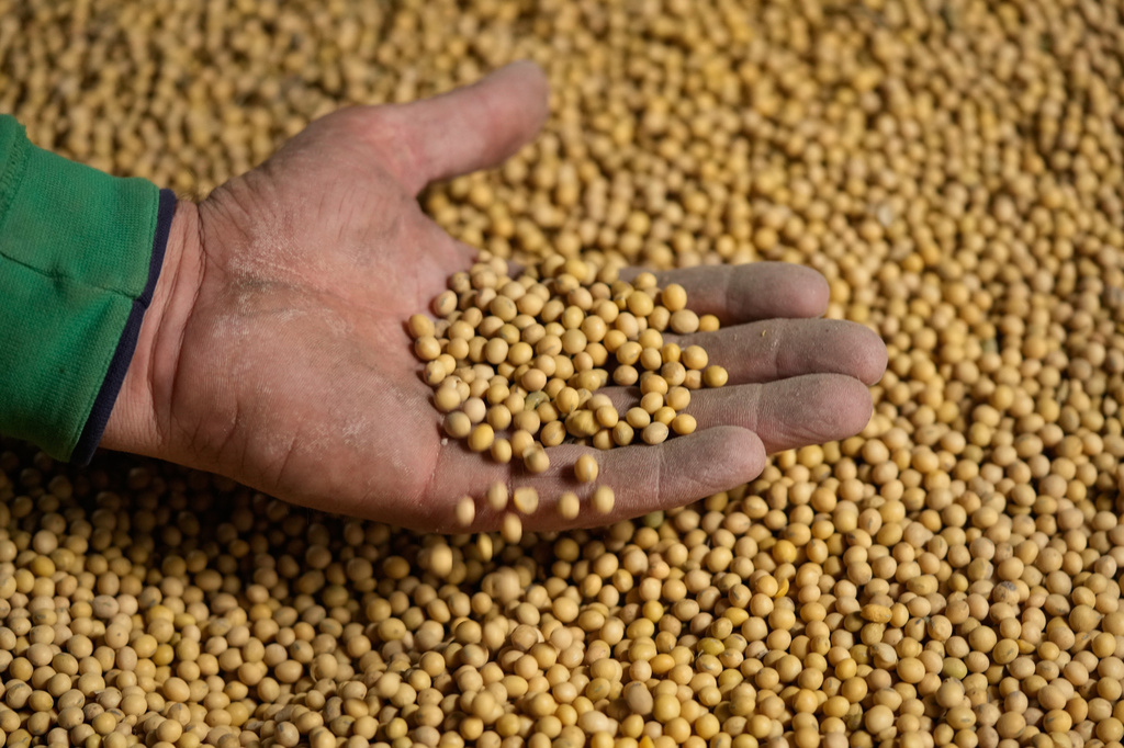 Doug Bartek displays soybeans on his farm near Wahoo, Neb., on Monday, April 6, 2026. (AP Photo/Charlie Riedel)