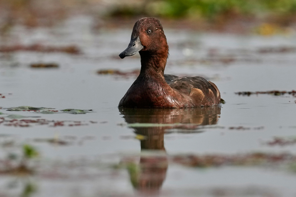 A Ferruginous duck swims in a wetland at the Pobitora wildlife sanctuary on the outskirts of Guwahati, India, Wednesday, Jan. 7, 2026. (AP Photo/Anupam Nath)