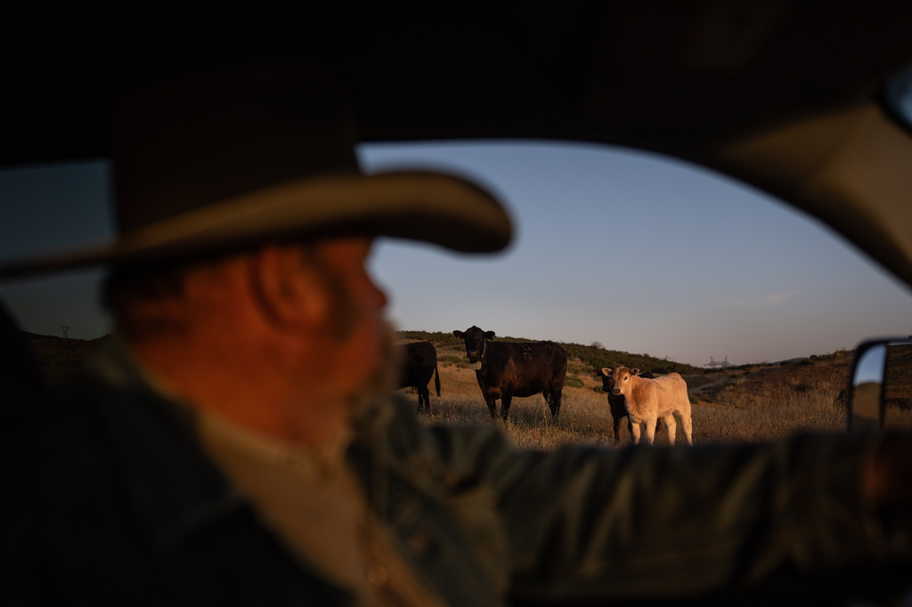 Mike Williams, owner of Diamond W Cattle Company, drives past cattle on his ranch in Palmdale, Calif., Friday, April 3, 2026. (AP Photo/Jae C. Hong)