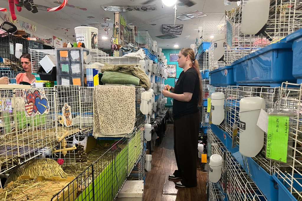 A volunteer monitors guinea pigs at a guinea pig rescue in Salisbury, Mass., Friday, July 10, 2026. (AP Photo/Kimberlee Kruesi)