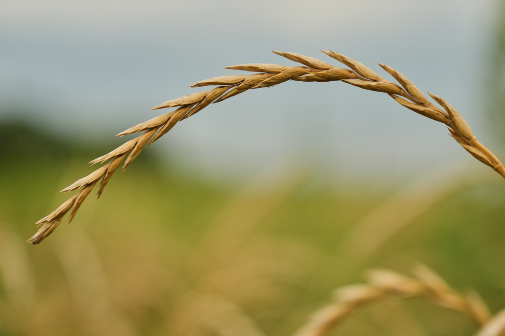 Perennial wheat grows in a research field Tuesday, July 28, 2026, at The Land Institute in Salina, Kan. (AP Photo/Joshua A. Bickel)