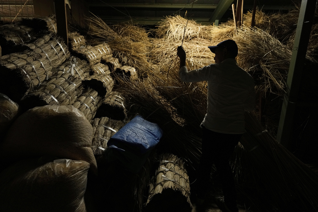 An employee at Miyachu, which crafts miniature replicas of the Ise Jingu shrine, shows materials used for the thatched roof of Shinto shrine altars at the factory in Tamaki, central Japan, Thursday, May 1, 2025. (AP Photo/Hiro Komae)