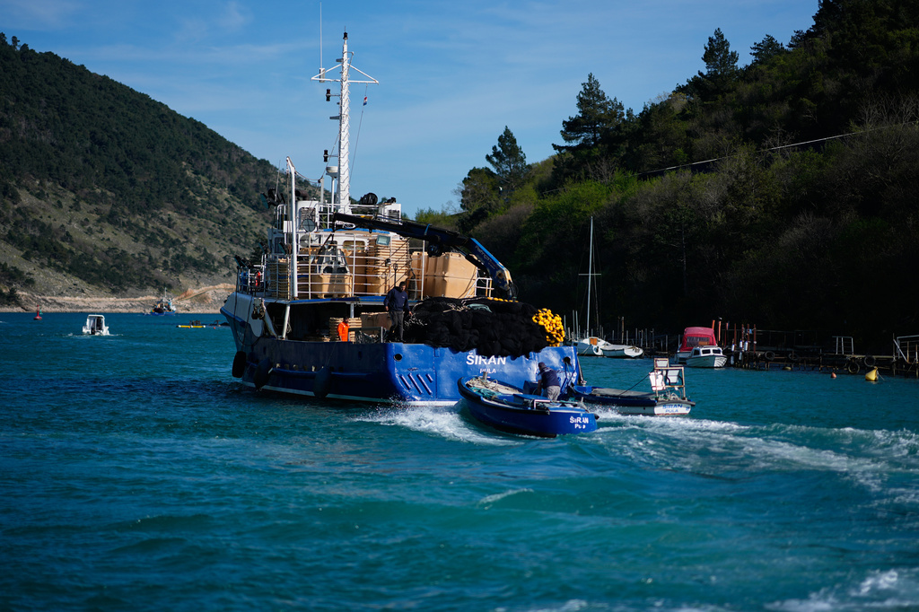 Fishermen depart for fishing from the port of Plomin, Croatia, Monday, April 6, 2026. (AP Photo/Darko Bandic)