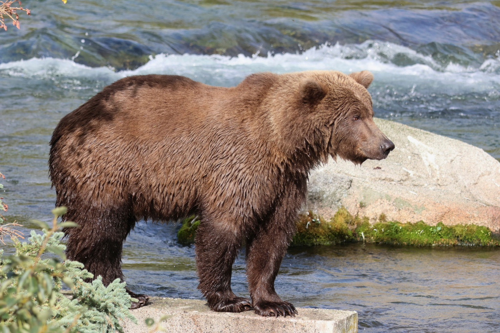 This image provided by the National Park Service shows bear 609 at the Katmai National Park and Preserve in Alaska, Sept. 12, 2025. (K Troutman/National Park Service via AP)