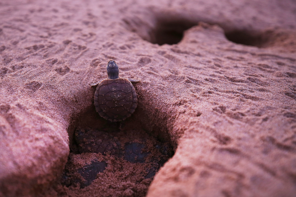 A turtle hatchling emerges from its nest at the Abufari Biological Reserve, in Tapaua, Amazonas state, Brazil, Monday, Nov. 17, 2025. (AP Photo/Edmar Barros)