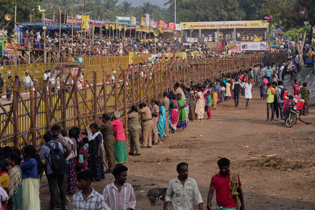Villagers gather for the Jallikattu bull-taming event at the annual harvest festival called Pongal in Palamedu village on the outskirts of Madurai, India, Friday, Jan. 16, 2026. (AP Photo/Mahesh Kumar A.)