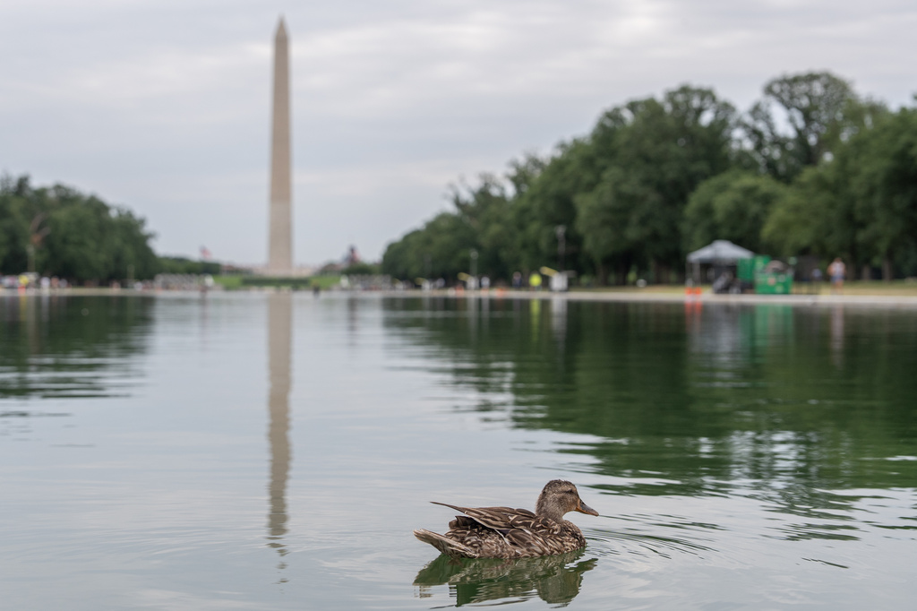 A duck swims in the Lincoln Memorial Reflecting Pool, Friday, June 19, 2026, in Washington. (AP Photo/Mark Schiefelbein)