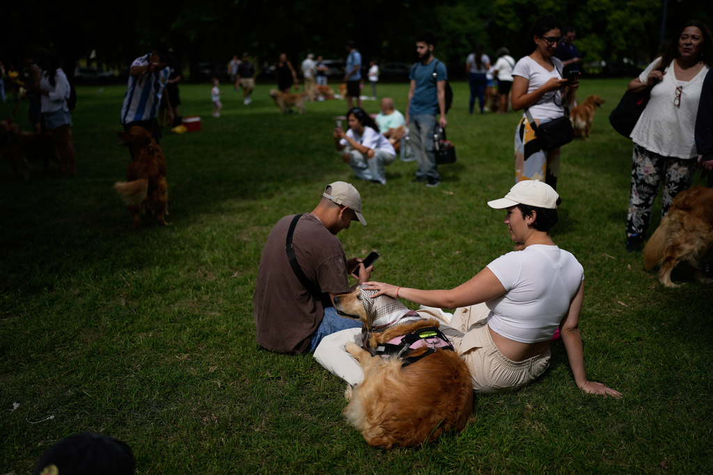 A dog sits with its caretakers in a Palermo neighborhood park as people try to set a world record of most Golden Retrievers gathered in a park, in Buenos Aires, Argentina, Monday, Dec. 8, 2025. (AP Photo/Natacha Pisarenko)
