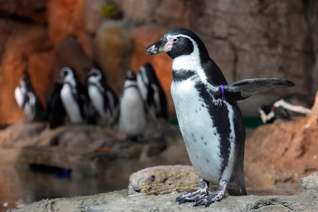 A Humboldt Penguin looks out of it's pen at the Mote Science Education Aquarium, Monday, Oct. 6, 2025, in Sarasota, Fla. (AP Photo/Chris O'Meara)