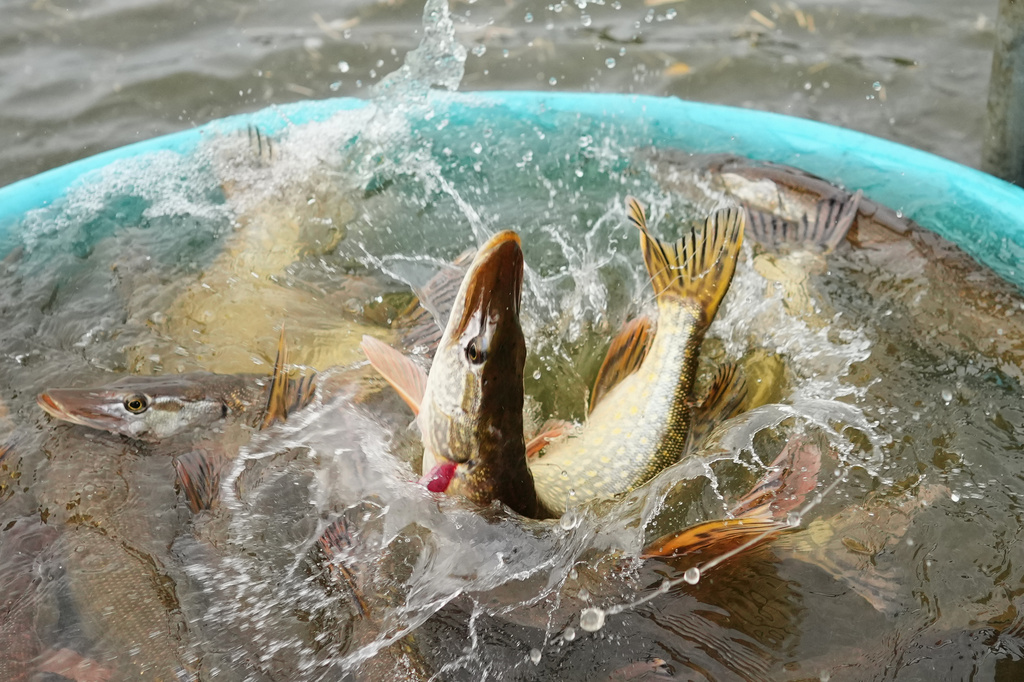 A fish thrashes after being caught during a traditional fish haul of the Rozmberk pond near the town of Trebon, Czech Republic, Friday, Oct. 17, 2025. (AP Photo/Petr David Josek)