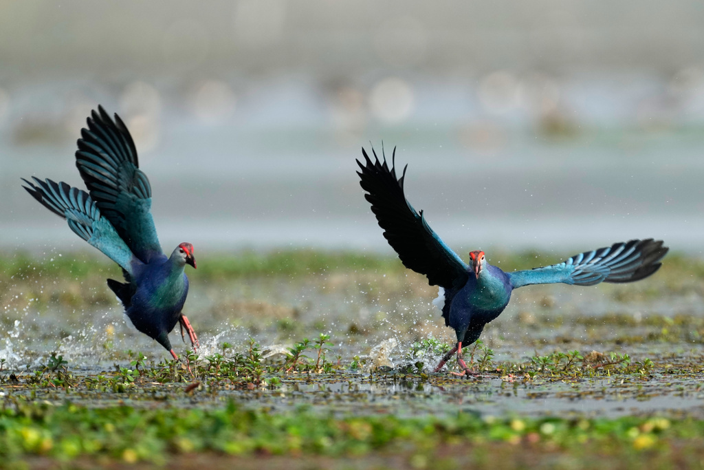 Grey-headed swamphen run in a wetland as migratory birds arrive in Pobitora wildlife sanctuary on the outskirts of Guwahati, India, Wednesday, Jan. 7, 2026. (AP Photo/Anupam Nath)